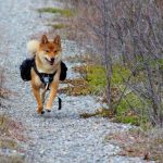 10 Best Pet Tech Gadgets of 2025 for Healthier, Happier Pets