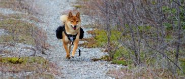 10 Best Pet Tech Gadgets of 2025 for Healthier, Happier Pets