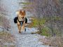 10 Best Pet Tech Gadgets of 2025 for Healthier, Happier Pets