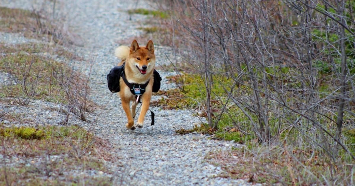 10 Best Pet Tech Gadgets of 2025 for Healthier, Happier Pets
